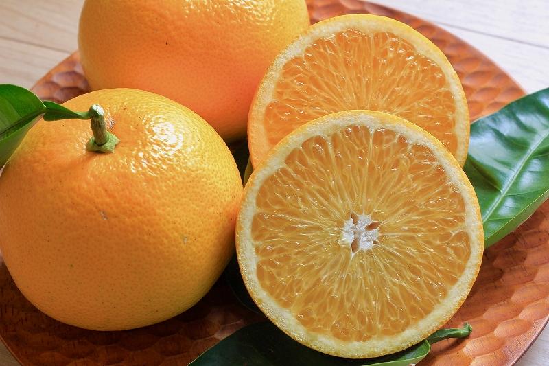 しまなみはっさく  家庭用八朔 5kg（尾道市因島・生口島産）【2026年2月上旬から発送】