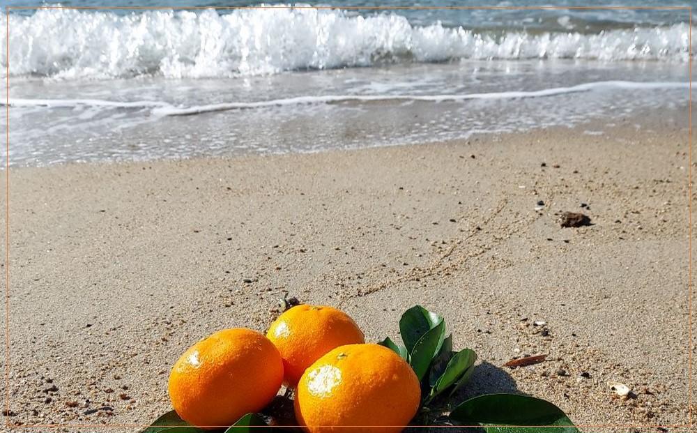 みかん 約10kg（家庭用）【2025年11月下旬から発送】【柑橘 フルーツ 果物 くだもの 食品 人気 おすすめ 広島県 尾道市】