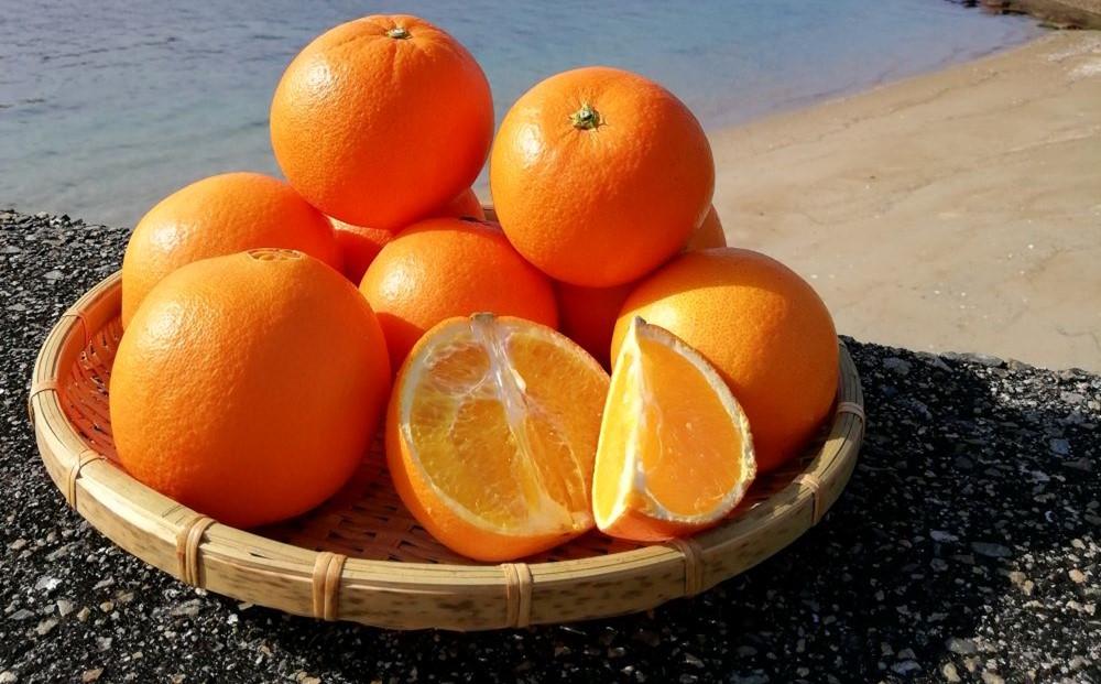 ネーブルオレンジ 約5kg（L・2L・3L）【2026年2月から発送開始】【柑橘 フルーツ 果物 くだもの 食品 人気 おすすめ 広島県 尾道市】