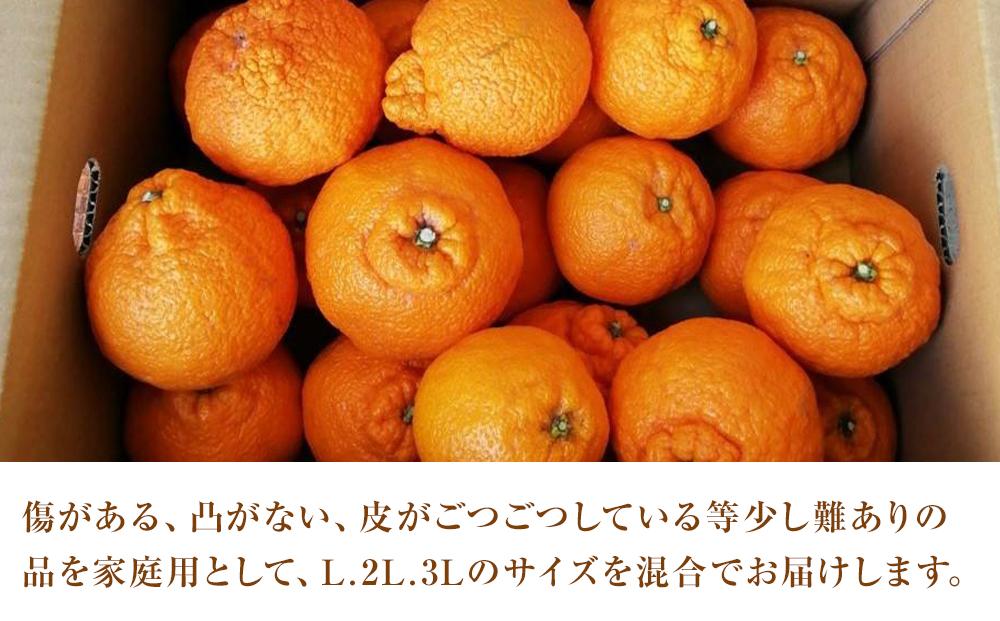 しらぬい 約5kg（家庭用）【2026年2月から発送】【不知火 柑橘 フルーツ 果物 くだもの 食品 人気 おすすめ 広島県 尾道市】