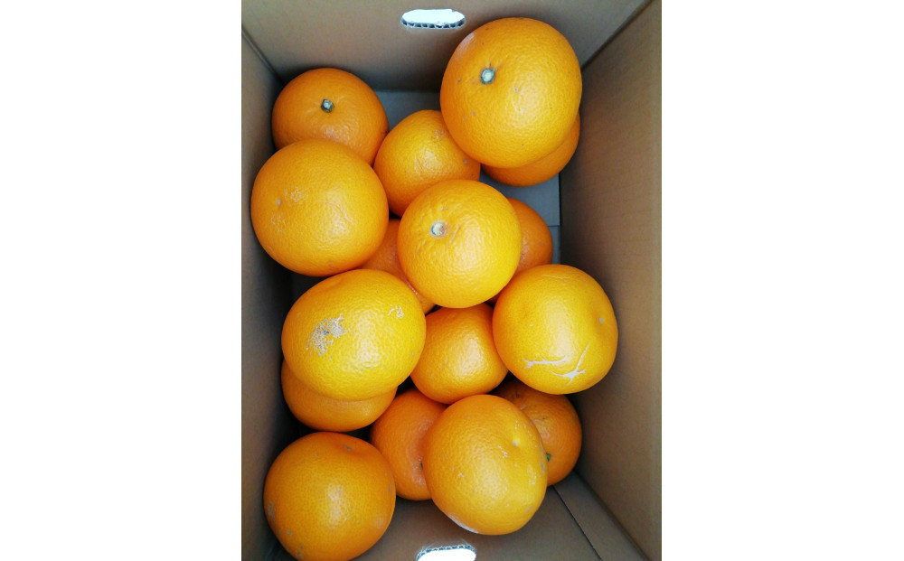 【訳あり】紅八朔　家庭用　5kg　Mサイズ