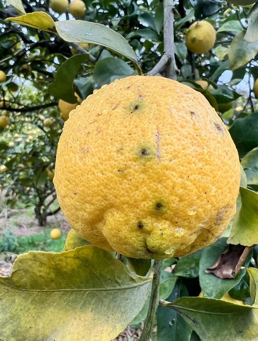 【先行受注受付中】広島県産「怪獣レモン」1セット３玉【3月ごろ～】【フルーツ 果物 くだもの 食品 人気 おすすめ】