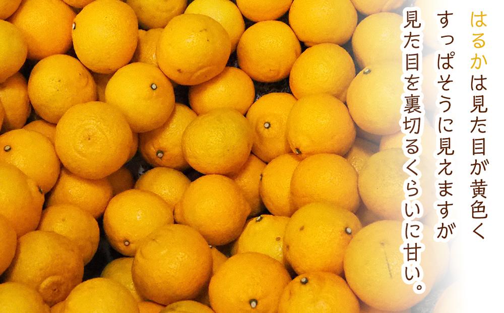 旬の柑橘詰め合わせ（約3kg）2026年3月上旬〜発送予定【みかん せとか しらぬい はるか 柑橘 果物 フルーツ 産地直送 人気 おすすめ 瀬戸内 広島県  尾道市】