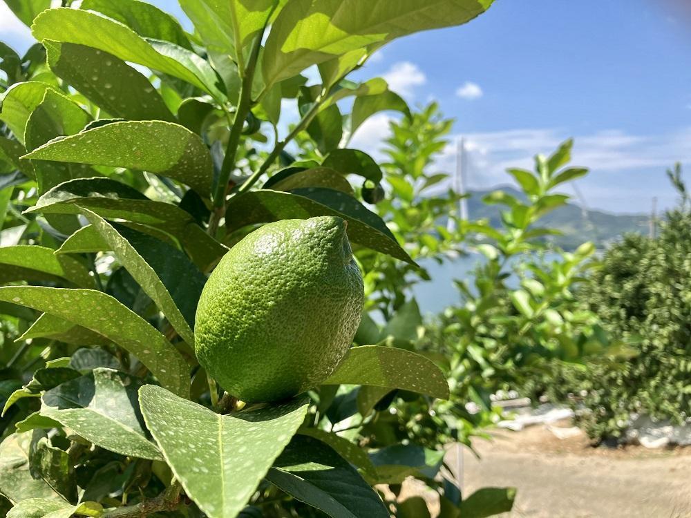 【レモン島から贈る】安心の国産グリーンレモン2.5kg 2025年10月下旬より発送予定【フルーツ 果物 くだもの 食品 人気 おすすめ】