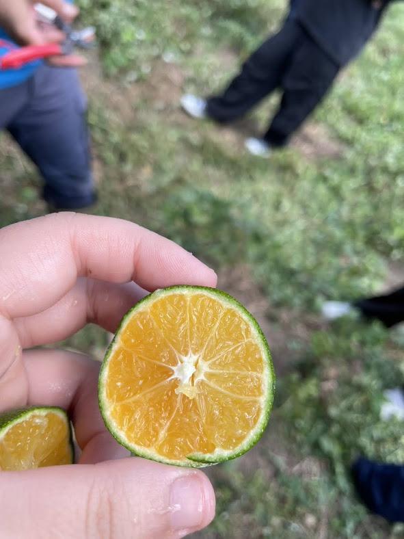 しまなみ青みかんぽん酢　3本【調味料 食品 加工食品 人気 おすすめ】