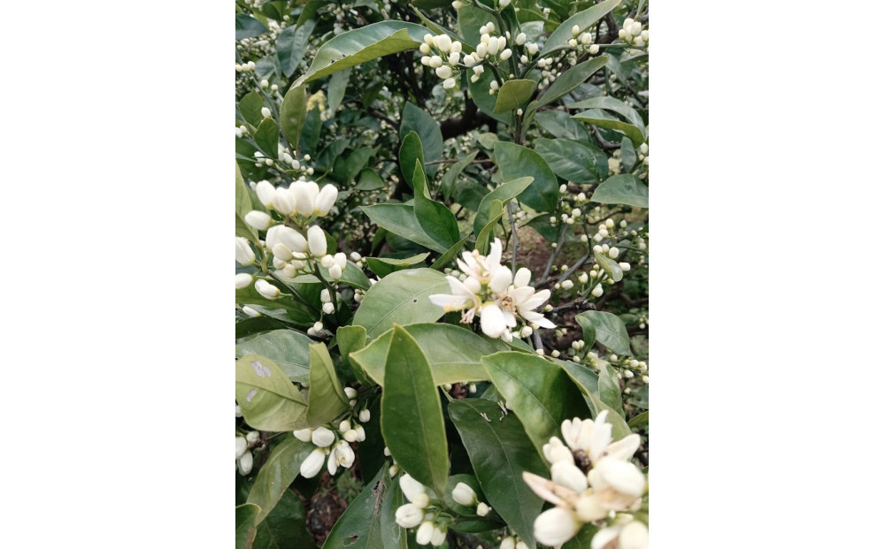 尾道柑橘バラエティーセット 15kg