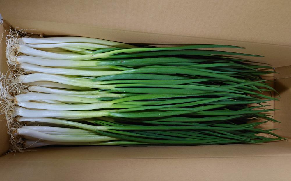 わけぎ　3キロ【野菜 ねぎ 分葱 人気 おすすめ 広島県  尾道市】