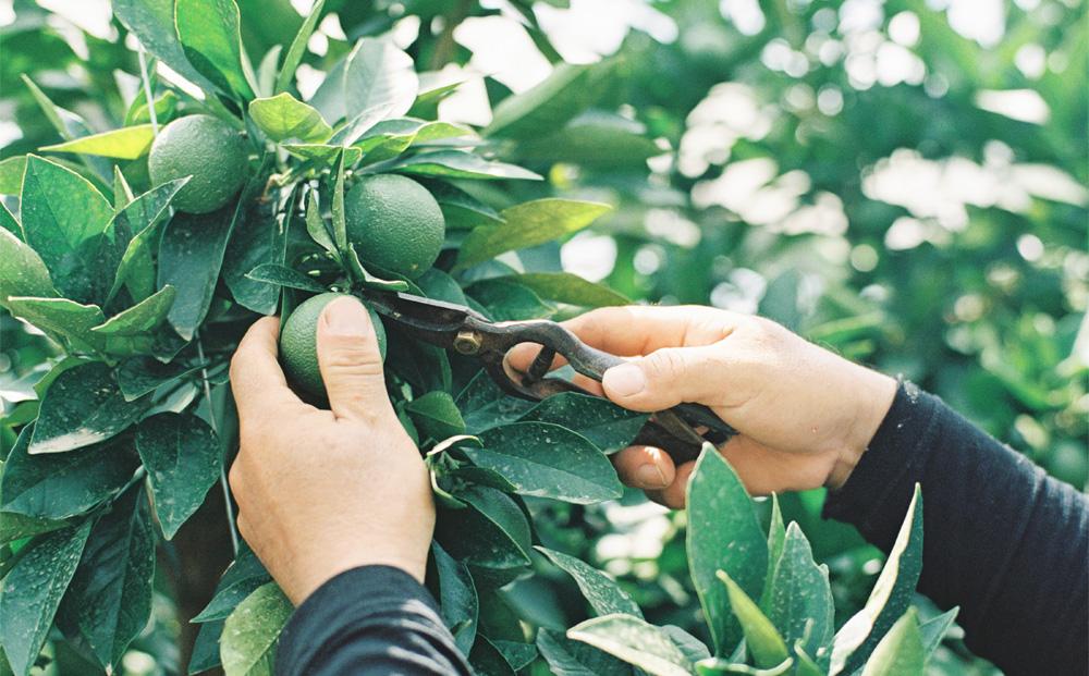 瀬戸内の柑橘100%ストレートジュース 旬の大瓶（720ml）4本セット【飲料 野菜ジュース 食品 人気 おすすめ 尾道市】