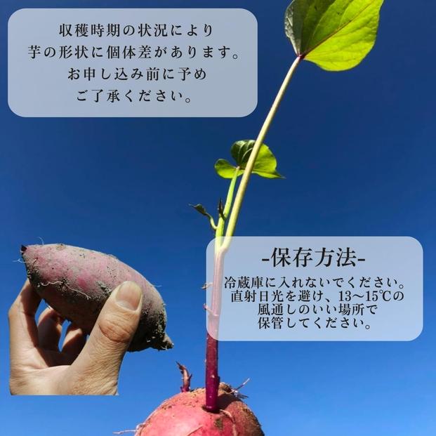 生芋(紅はるか) 5kg（サイズS～L混合）