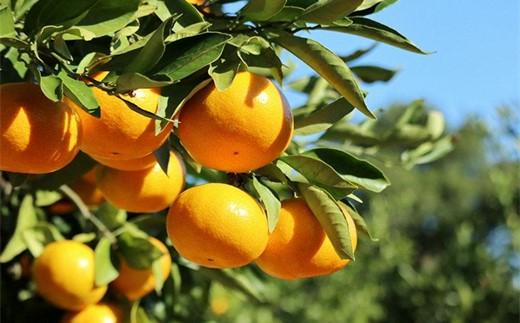 瀬戸内の離島・百島の宿 ヒトツルHitotsuru in Setouchi「ひととき」2名様 ご宿泊券（1泊分）ワーケーションタイプ【宿泊券 宿泊 旅行 トラベル クーポン ペット可 おすすめ 広島県  尾道市】