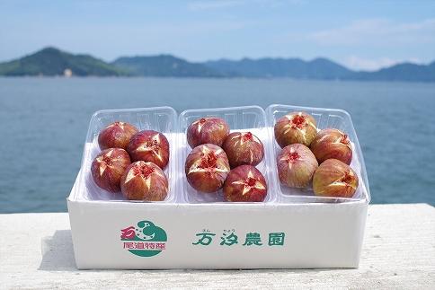 【期間限定】《海辺のいちじく園》日本いちじく  300g×3パック