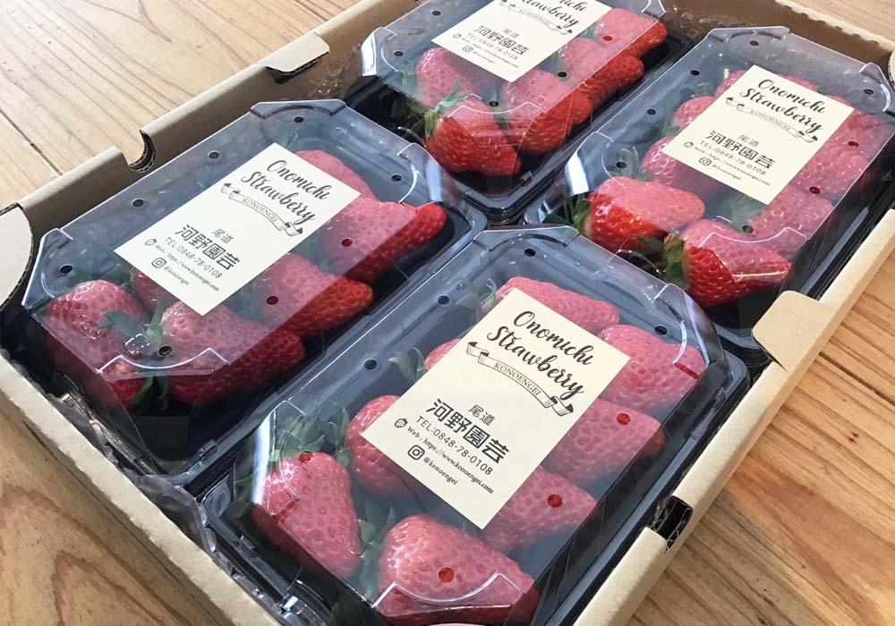 河野園芸の完熟いちご４パック ＜2026年1月から発送開始＞【苺 いちご フルーツ 果物 おすすめ 人気 広島県 尾道市】
