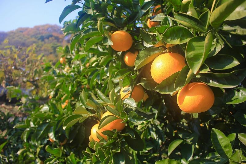 しまなみはっさく  家庭用八朔 5kg（尾道市因島・生口島産）【2026年2月上旬から発送】