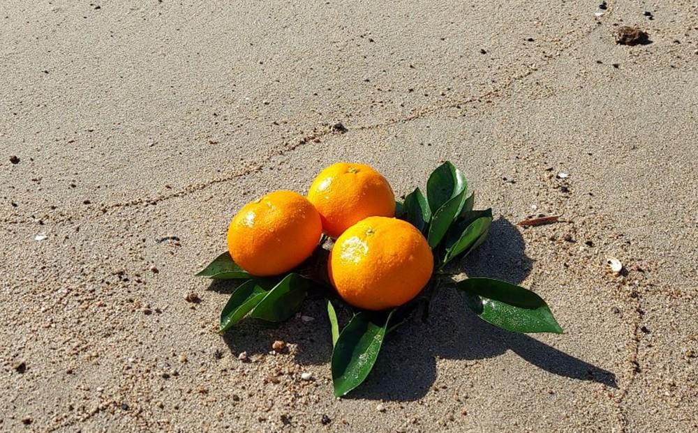 いしじみかん 約5kg（2L・3L）【2025年12月から発送】【柑橘 フルーツ 果物 くだもの 食品 人気 おすすめ 広島県 尾道市】