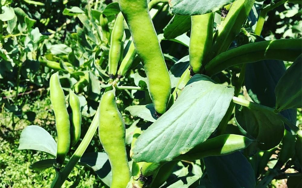 【先行予約】しまのそら豆と新たまねぎセット【瀬戸内 因島 無農薬 尾道 尾道市 広島】