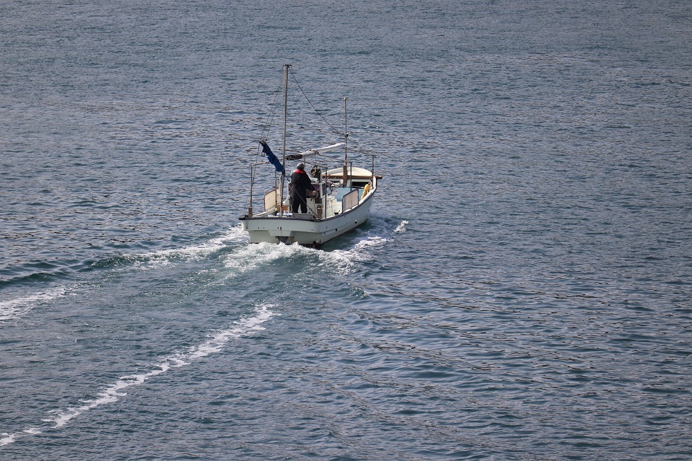 天然真鯛の塩焼き５尾 ～お祝い・お食い初め等におすすめ～【お祝い ギフト お食い初め 尾道市 鯛 塩焼き 真鯛】