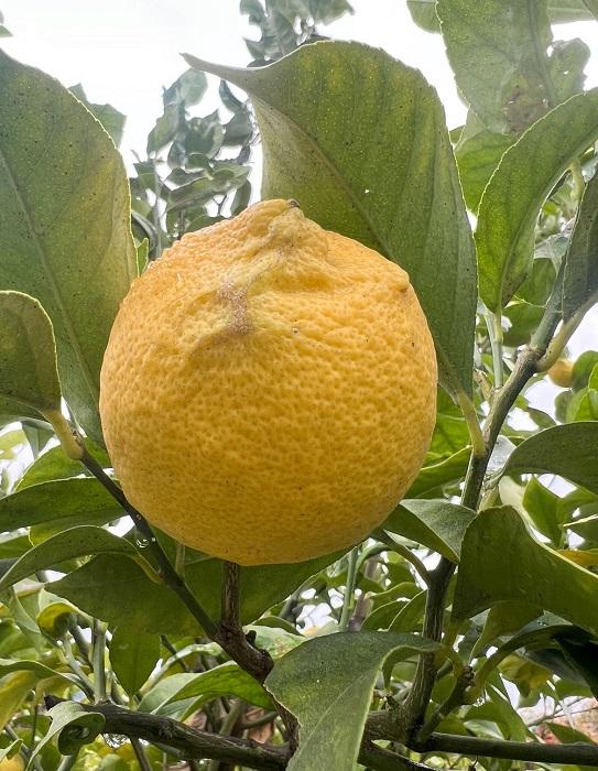 【先行受注受付中】広島県産「怪獣レモン」1セット３玉【3月ごろ～】【フルーツ 果物 くだもの 食品 人気 おすすめ】