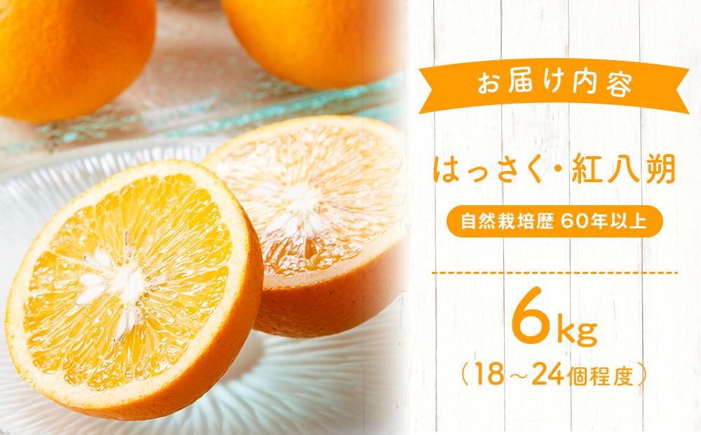 自然栽培歴　60年以上　はっさく・紅八朔　6kg