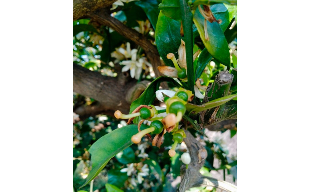 尾道柑橘バラエティーセット 15kg