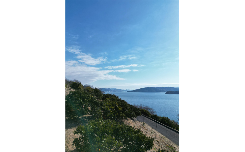 尾道柑橘バラエティーセット 3kg