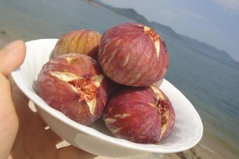 【期間限定】《海辺のいちじく園》日本いちじく  300g×3パック