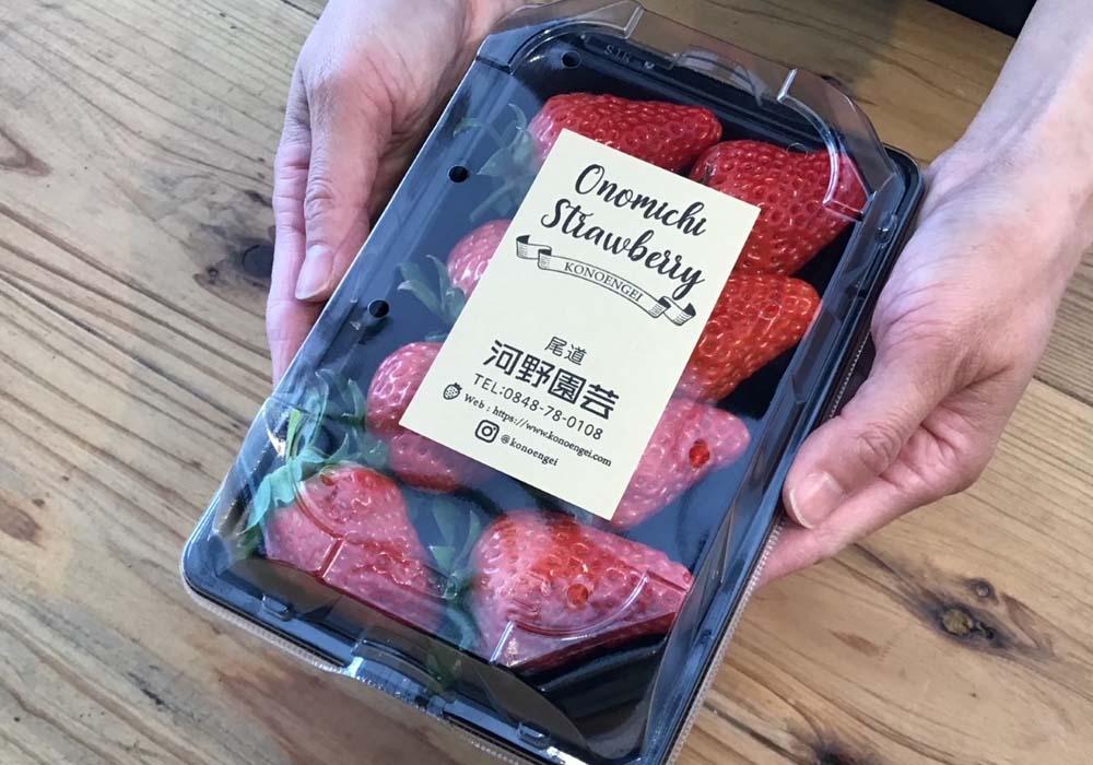 河野園芸の完熟いちご４パック ＜2026年1月から発送開始＞【苺 いちご フルーツ 果物 おすすめ 人気 広島県 尾道市】