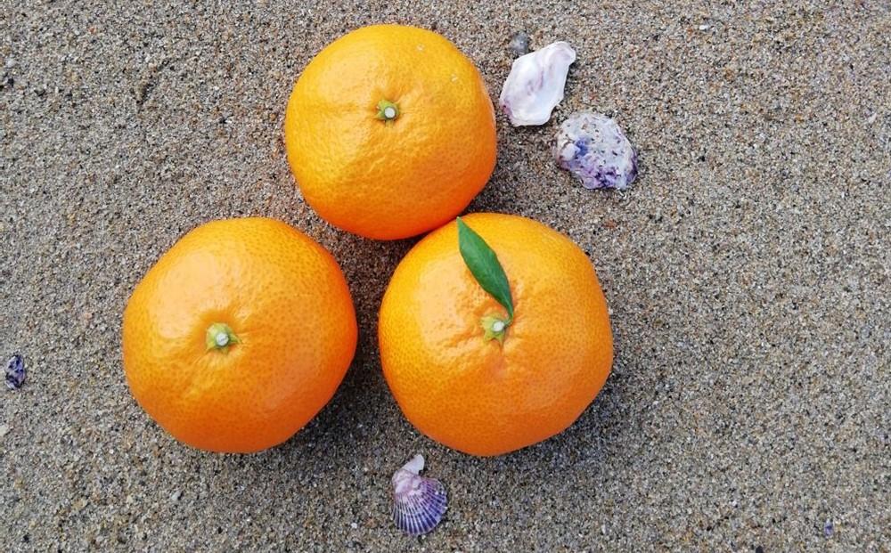 みかん 約10kg（家庭用）【2025年11月下旬から発送】【柑橘 フルーツ 果物 くだもの 食品 人気 おすすめ 広島県 尾道市】