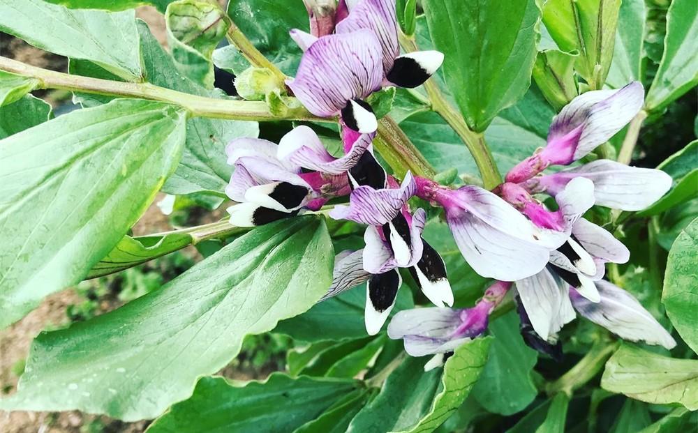 【先行予約】しまのそら豆と新たまねぎセット【瀬戸内 因島 無農薬 尾道 尾道市 広島】