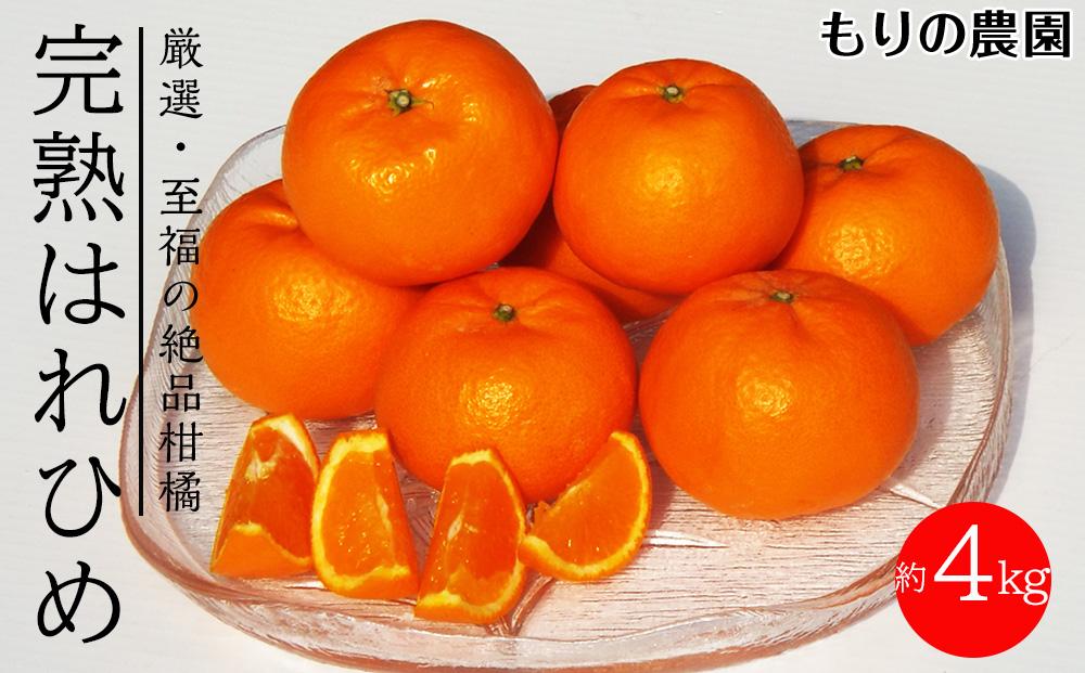 はれひめ「みかんの甘み」と「オレンジの香り」の新品種！4kg フルーツ お取り寄せ 産地直送【みかん 柑橘 果物 フルーツ 人気 おすすめ 瀬戸内 広島県  尾道市】