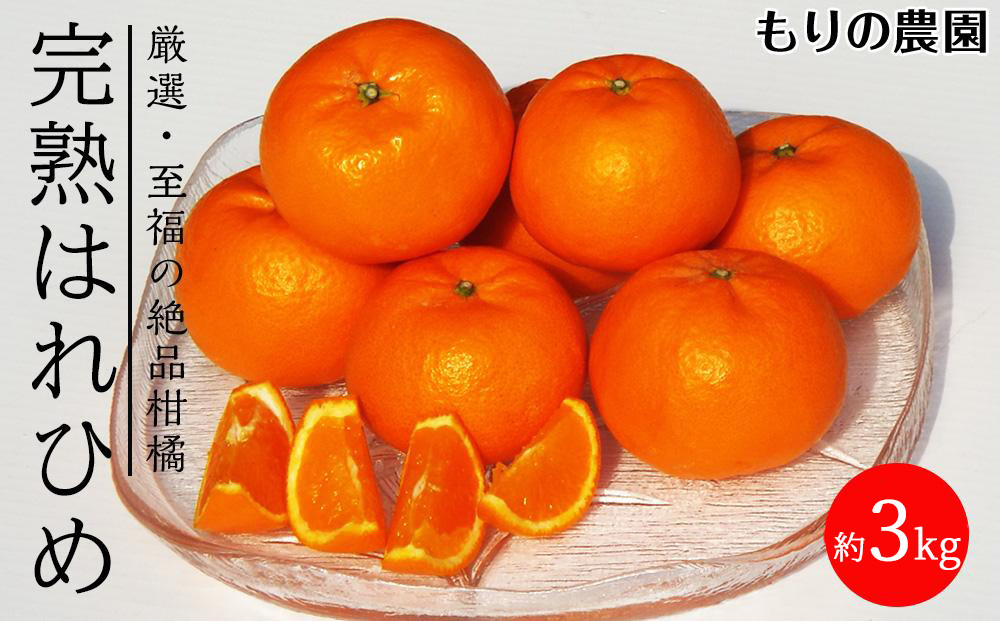 はれひめ「みかんの甘み」と「オレンジの香り」の新品種！3kg フルーツ お取り寄せ 産地直送 ドルチェみかん もりの農園【フルーツ 果物 くだもの 食品 人気 おすすめ】