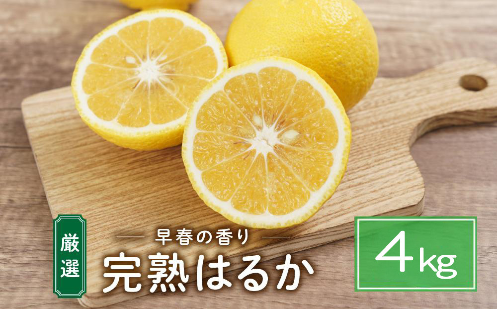 完熟はるか 4kg ドルチェみかん
