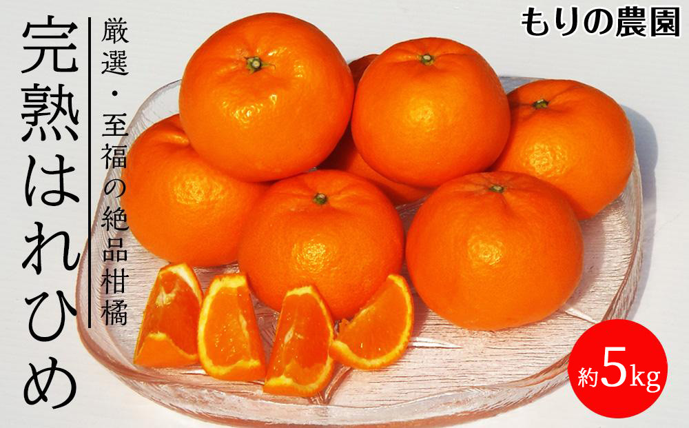 はれひめ「みかんの甘み」と「オレンジの香り」の新品種！5kg