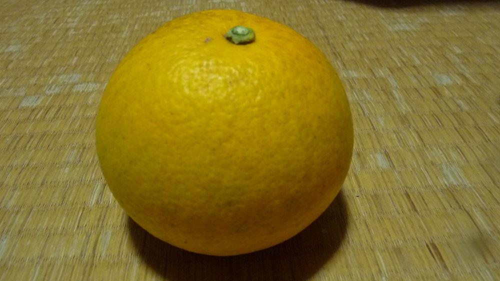 自然農歴11年以上　はっさく・紅八朔　7.5kg【柑橘 果物 フルーツ 国産 人気 おすすめ 瀬戸内 広島県  尾道市】