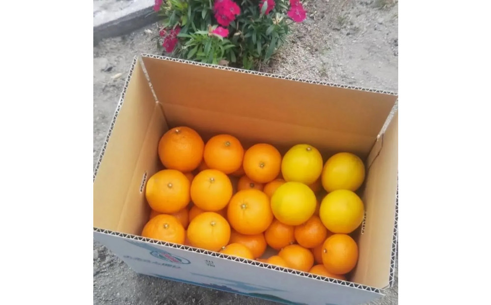 尾道柑橘バラエティーセット 15kg