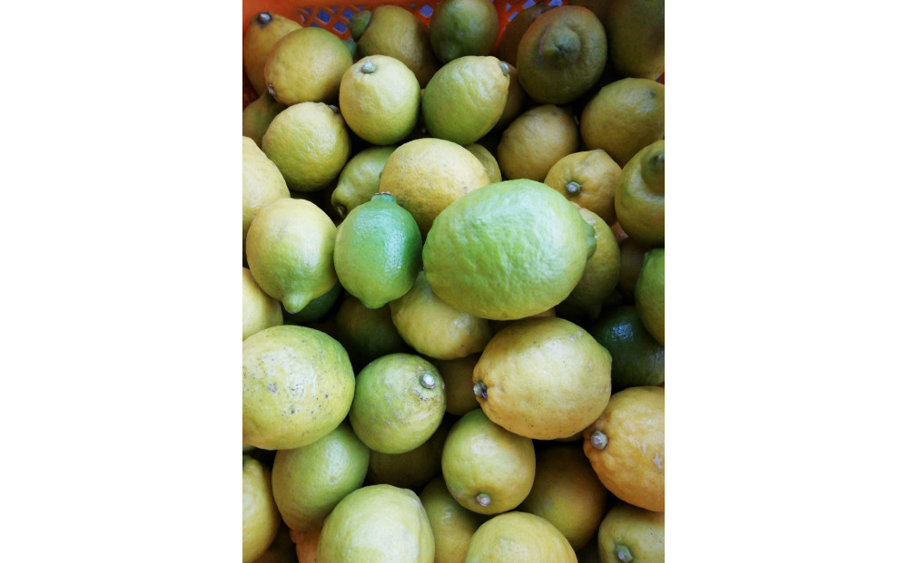 【訳あり】レモン　家庭用　5kg