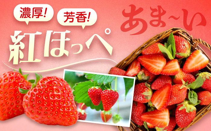 苺 紅ほっぺ 200g×4パック 国産 完熟 スムージー ジャム ヨーグルト 一口サイズ イチゴ 完熟 苺 果物 フルーツ 冷凍 広島県福山市/株式会社ベジータ [BABR002]
