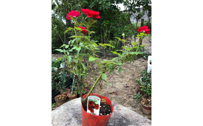 花 薔薇（ミニバラ苗木）：ラブリーふくやま・1ポット 広島県福山市/小林商事 植物 お花 ポット苗 苗 薔薇 バラ 観葉植物 [BAEA001]