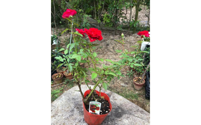 花 薔薇（ミニバラ苗木）：ふくやまシリーズ 3種混合・3ポット 広島県福山市/小林商事 植物 お花 苗木 苗 薔薇 バラ 観葉植物 セット [BAEA002]