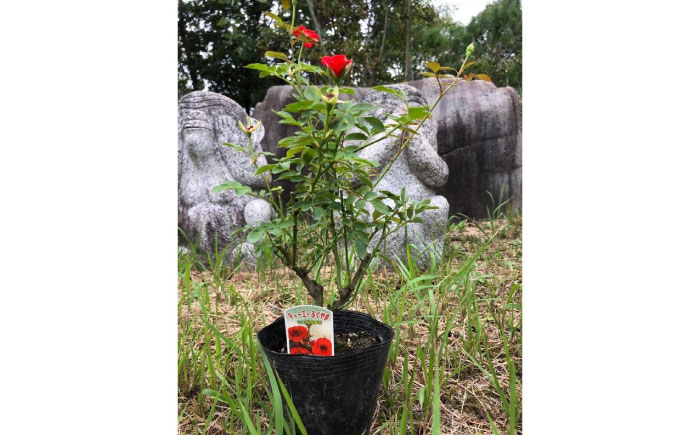 花 薔薇（ミニバラ苗木）：チャーミーふくやま・１ポット 広島県福山市/小林商事 植物 お花 苗木 苗 薔薇 バラ 観葉植物 [BAEA003]