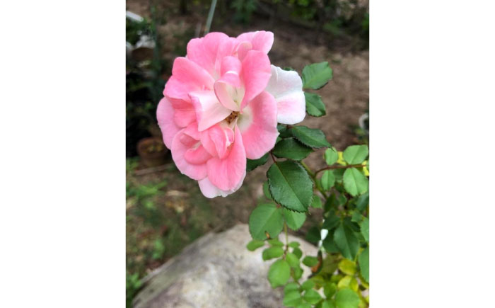 花 薔薇（ミニバラ苗木）：スマイルふくやま・1ポット 広島県福山市/小林商事 植物 お花 ポット苗 苗 薔薇 バラ 観葉植物 [BAEA004]