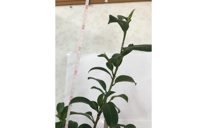 植物 福の山・榊（サカキ） 苗木（1鉢）：80cm プランター 広島県福山市/小林商事  本榊 さかき 苗木 地植え 神棚 祭壇 観葉植物 [BAEA005]