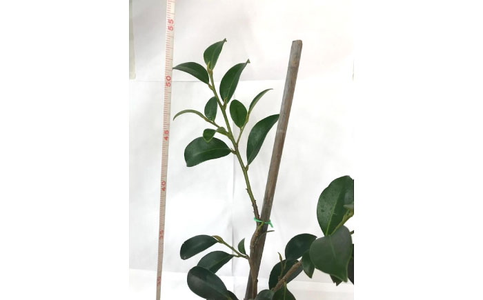 植物 福の山・榊（サカキ) 苗木(1ポット)：50cm 広島県福山市/小林商事 本榊 さかき 苗木 地植え 神棚 プランター 観葉植物 [BAEA006]