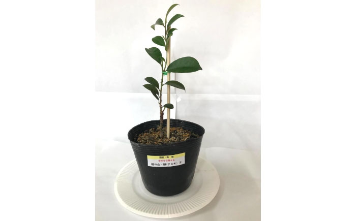 植物 福の山・榊（サカキ） 苗木（1ポット）：30cm 広島県福山市/小林商事 本榊 さかき 苗木 地植え 神棚 プランター 観葉植物 [BAEA008]