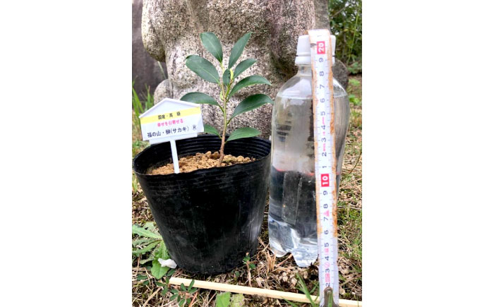 植物 福の山・榊（サカキ） 苗木(1ポット):20cm 広島県福山市/小林商事 本榊 さかき 苗木 地植え 神棚 プランター 観葉植物 [BAEA009]