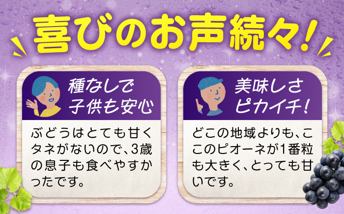 期間限定/8月下旬～9月上旬頃発送 沼隈ぶどう「ピオーネ」 約2kg 4～5房（種なし） 広島県福山市/福山市農業協同組合　沼隈グリーンセンター ぶどう ブドウ 葡萄 種なし 大粒[BAEV002]