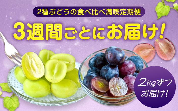 【全2回定期便】ピオーネ マスカット 各2kg（計2種）沼隈ぶどう定期便 広島県福山市/福山市農業協同組合 沼隈グリーンセンター ぶどう ブドウ 葡萄 シャインマスカット マスカット 種なし 大粒 [BAEV014]