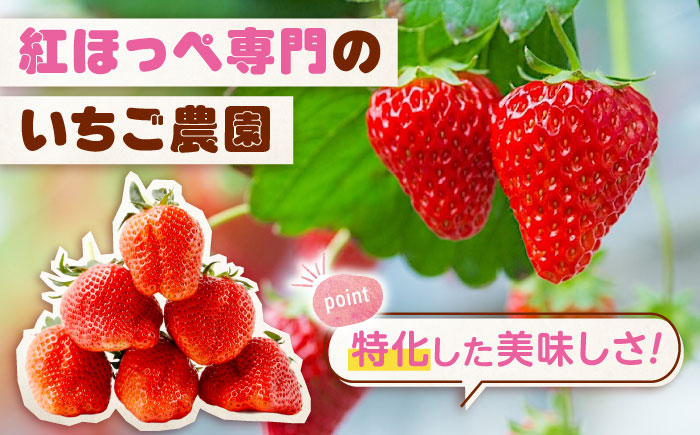 【2026年1月以降順次発送】先行予約　果物 【冷蔵】 こだわりの紅ほっぺ 280g 4パック 広島県福山市/立花いちご農園 いちご 苺 イチゴ 紅ほっぺ フルーツ 産地直送 [BAFN001]