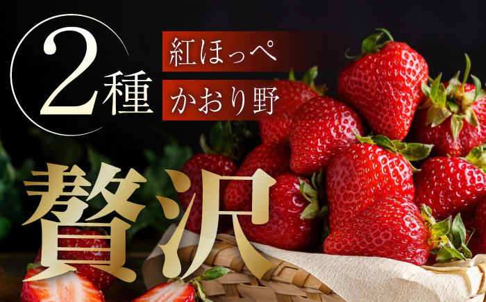 【2026年1月以降順次発送】先行予約 産地直送厳選「紅ほっぺ・かおり野」2パックセット（計270g以上）いちご イチゴ 苺 紅ほっぺ かおり野 ブランドイチゴ 人気 おすすめ ギフト　広島県福山市/びんごファーム [BAFY001]