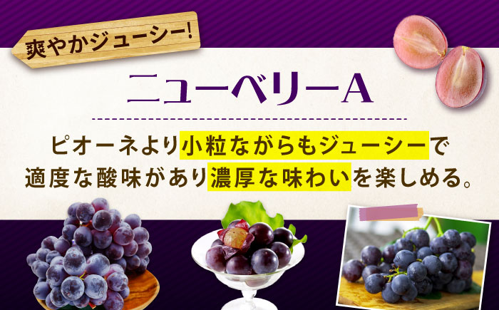 先行予約 【2026年9月中旬～9月下旬発送】 ぶどう食べ比べセット（ニューベリーA・シャインマスカット） 計1kg 広島県福山市/株式会社フジ・アグリフーズ ブドウ 食べ比べ セット ニューベリーA シャインマスカット [BAGF002]