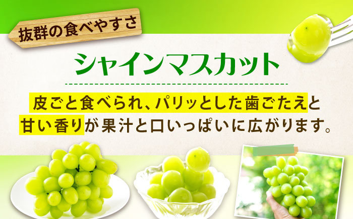 先行予約 【2026年9月中旬から10月上旬発送】シャインマスカット 2房入り 計1kg 広島県福山市/株式会社フジ・アグリフーズ ブドウ 葡萄 マスカット ギフト 種なし 大粒 [BAGF005]